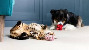 Dog and Cat Toys